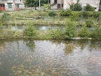 Ebi 2002 Melantrich 247