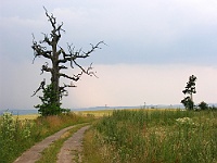 Ebi 2006 Sir 038  Starý strom u Jaroměřic