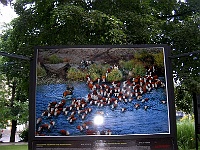 Ebi 2007 Ottakarka 08  Z výstavy děl fotografa Bertranda v Křížíkových sadech v Plzni.