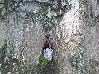 Ebi 2009 Riha 000j  Podobizna Krista v dutině stromu, která se od války postupně uzavírá.