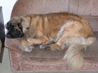 Ebi 2009 Riha 121  Krásný leonberger v chatě na Červenohorském sedle se nechal fotit, aniž by se obtěžoval otevřít oči.