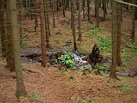 EBI 2010 Ottakarka 069  Polomy občas zažije i les na Šumavě, je zcela jedno, že jde o prales