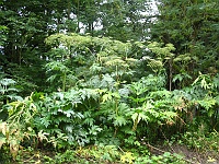 EBI 2010 Viktor 089  Bolševník velkolepý (Heracleum mantegazzianum)