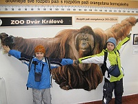 REJ 2010 Viktor 001  v ZOO Dvoře Králové - lidoopové