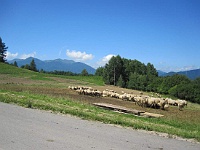 EBI 2011 Ottakarka 059  Ovce pasoucí se na šikmých svazích podhůří Velké Fatry.