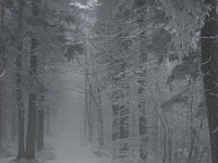 SKI 2011 Mirek 30  Cesta na vrcholu Noříčí hory II.