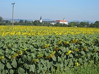 EBI 2012 Ottakarka 090  Rozkvetlý lán slunečnic při cestě z Veselí do Kunovic.