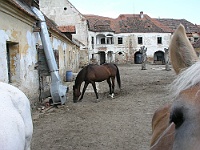 Ebi 2012 Riha 155  Koníčci na zanedbaném zámečku v Rešicích.