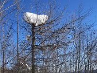 SKI 2012 Ottakarka 41  Kterýpak pták si v zimě staví hnízdo ze sněhu? Nevíte? Já také ne!