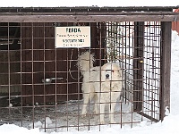 Ski 2017 Hom 007  Kohútku hlídá Ferda (nebo to aspoň předstírá)