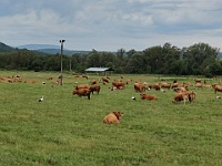 Ebi 2021 Melantrich 57  Ladomirová - čápi coby doplněk krav. Poměr zhruba 1:1