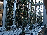 EbiCERN 2025 Mirek 131  Zelená výzdoba prostoru budovy. - pátek, 16. května