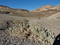 EBIZONA 2013 Mirek 069  Death Valley, Vegetace v Údolí smrti – pátek, 18. října
