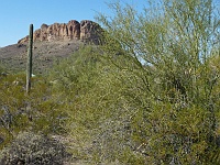 EBIZONA 2013 Mirek 383  Apache Trail, Typické rostliny Arizony, Saguaro a Palo Verde - neděle, 27. října