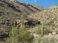 EBIZONA 2013 Mirek 449  Mt. Lemmon, Zde už rostou místo stromů kaktusy Saguaro - úterý, 29. října