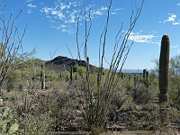 EBIZONA 2013 Mirek 611  Desert museum, Krajina je posetá kaktusy Saguaro – sobota, 2. listopadu