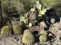 EBIZONA 2013 Mirek 613  Desert museum, Barrel cactus a Opuntia – sobota, 2. listopadu